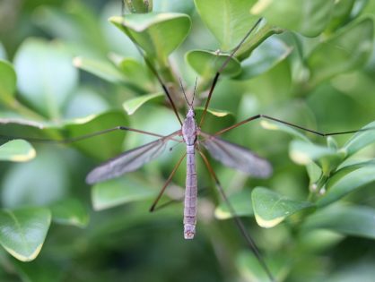 La prévention commune à toutes les maladies transmises par les moustiques