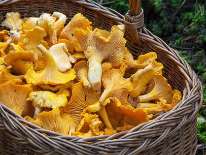 Augmentation des intoxications liées à la consommation de champignons : restez vigilants