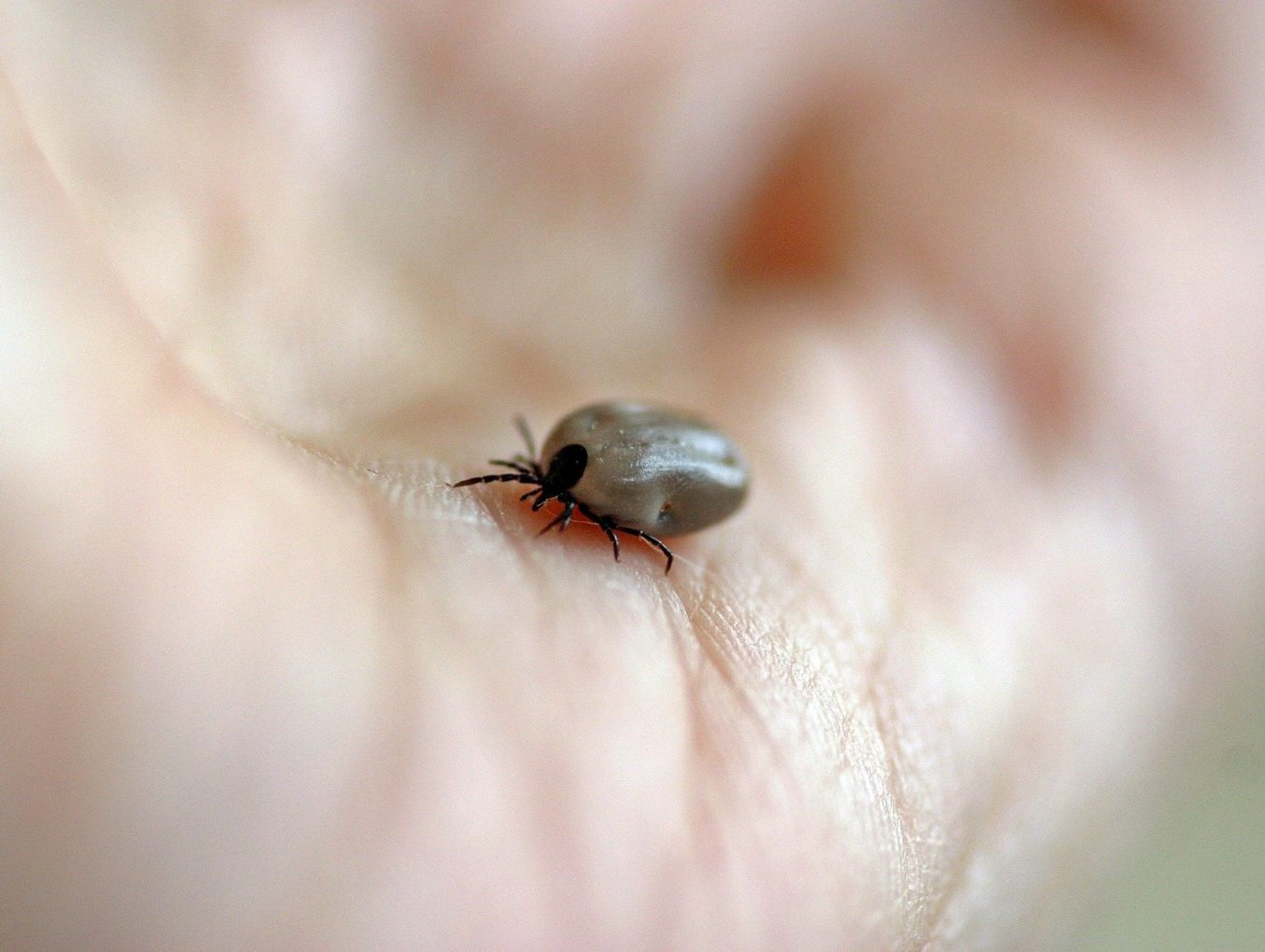 Comment se protéger de la maladie de Lyme ?