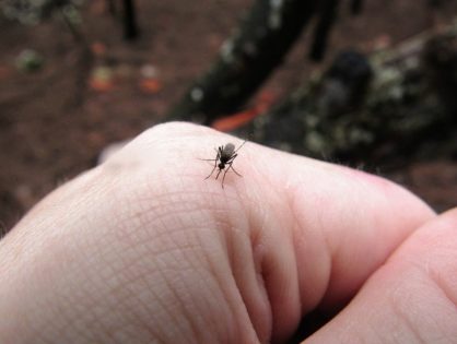 Piqûre de moustiques : maladies et mode de transmission