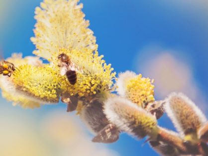 Les pollens : surveillance et recommandations